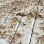 Silky Carrot Cake Bars Silky Carrot Cake Bars